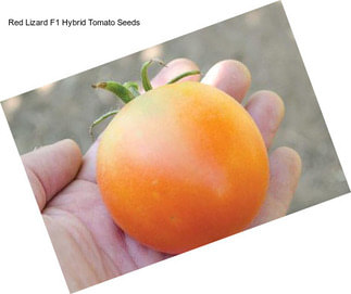 Red Lizard F1 Hybrid Tomato Seeds