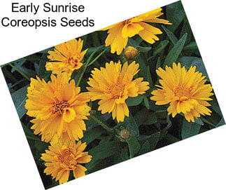 Early Sunrise Coreopsis Seeds