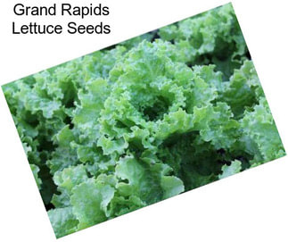 Grand Rapids Lettuce Seeds