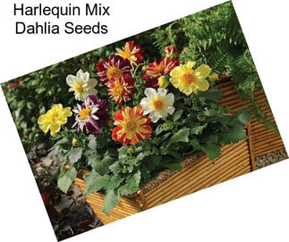 Harlequin Mix Dahlia Seeds