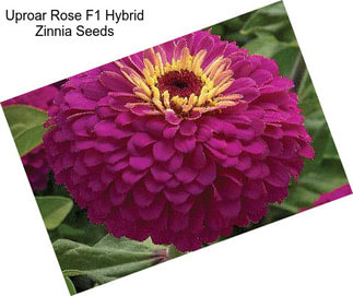 Uproar Rose F1 Hybrid Zinnia Seeds