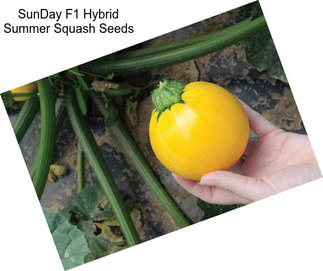 SunDay F1 Hybrid Summer Squash Seeds