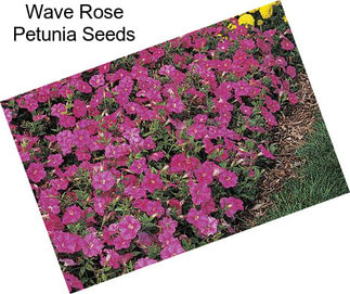 Wave Rose Petunia Seeds