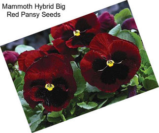 Mammoth Hybrid Big Red Pansy Seeds