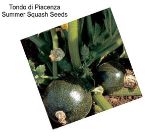 Tondo di Piacenza Summer Squash Seeds