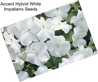 Accent Hybrid White Impatiens Seeds