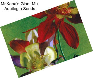 McKana\'s Giant Mix Aquilegia Seeds