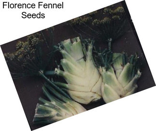 Florence Fennel Seeds