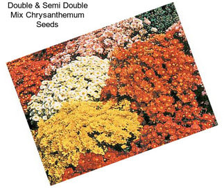 Double & Semi Double Mix Chrysanthemum Seeds