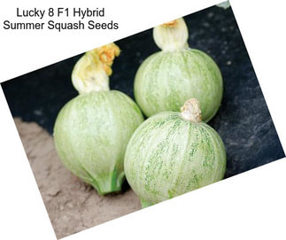 Lucky 8 F1 Hybrid Summer Squash Seeds