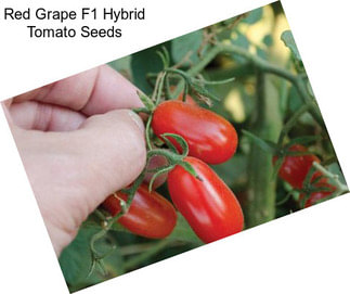 Red Grape F1 Hybrid Tomato Seeds