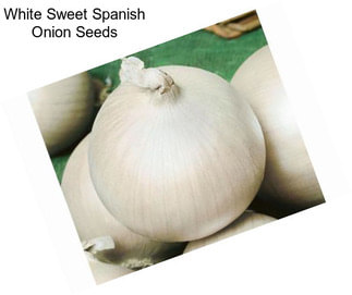 White Sweet Spanish Onion Seeds