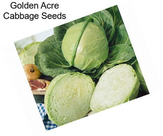 Golden Acre Cabbage Seeds