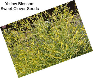 Yellow Blossom Sweet Clover Seeds