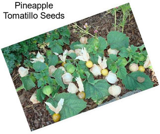 Pineapple Tomatillo Seeds