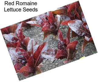 Red Romaine Lettuce Seeds