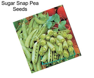 Sugar Snap Pea Seeds