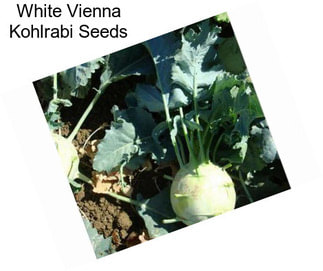 White Vienna Kohlrabi Seeds