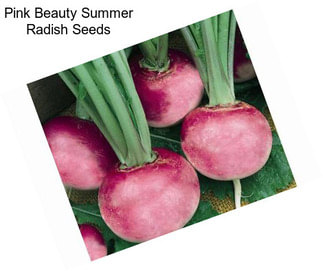 Pink Beauty Summer Radish Seeds