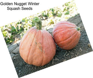 Golden Nugget Winter Squash Seeds