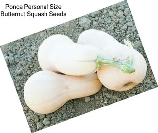 Ponca Personal Size Butternut Squash Seeds