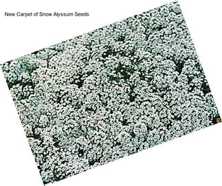 New Carpet of Snow Alyssum Seeds