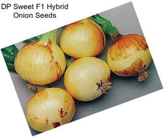 DP Sweet F1 Hybrid Onion Seeds