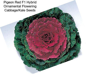 Pigeon Red F1 Hybrid Ornamental Flowering Cabbage/Kale Seeds