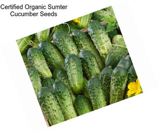 Certified Organic Sumter Cucumber Seeds