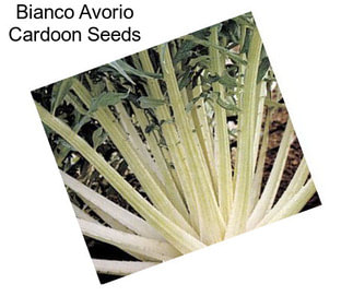 Bianco Avorio Cardoon Seeds