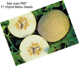 San Juan PMT F1 Hybrid Melon Seeds