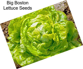 Big Boston Lettuce Seeds