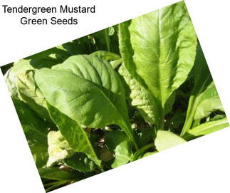 Tendergreen Mustard Green Seeds