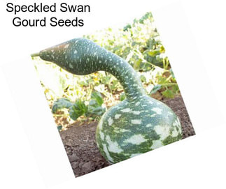 Speckled Swan Gourd Seeds