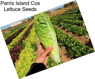 Parris Island Cos Lettuce Seeds