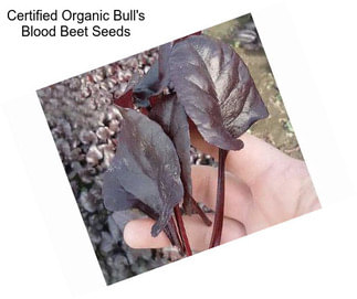 Certified Organic Bull\'s Blood Beet Seeds