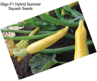 Sligo F1 Hybrid Summer Squash Seeds