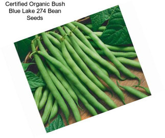 Certified Organic Bush Blue Lake 274 Bean Seeds