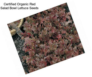 Certified Organic Red Salad Bowl Lettuce Seeds