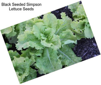 Black Seeded Simpson Lettuce Seeds