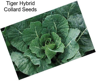 Tiger Hybrid Collard Seeds