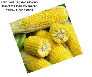 Certified Organic Golden Bantam Open Pollinated Yellow Corn Seeds