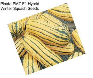 Pinata PMT F1 Hybrid Winter Squash Seeds