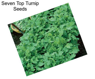 Seven Top Turnip Seeds