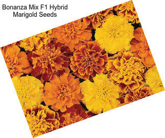 Bonanza Mix F1 Hybrid Marigold Seeds