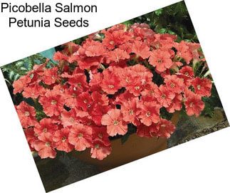 Picobella Salmon Petunia Seeds