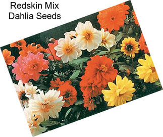 Redskin Mix Dahlia Seeds