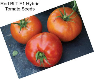 Red BLT F1 Hybrid Tomato Seeds