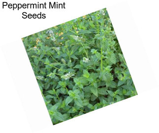 Peppermint Mint Seeds