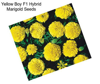 Yellow Boy F1 Hybrid Marigold Seeds